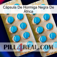 Cápsula De Hormiga Negra De África new08